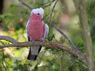 Galah (Rose-Breasted) Cockatoo: Bird Species Profile