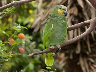 Orange-Winged Amazon Parrot: Bird Species Profile