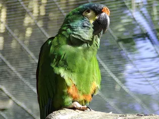 Illiger's Macaw (Blue-Winged Macaw): Bird Species Profile