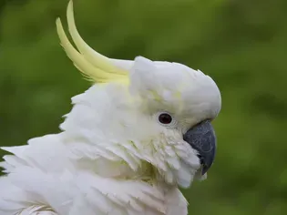 Fascinating Facts About Cockatoos