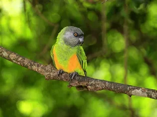 Senegal Parrot: Bird Species Profile