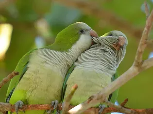 Quaker Parrot (Monk Parakeet): Bird Species Profile