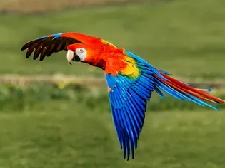 Scarlet Macaw: Bird Species Profile