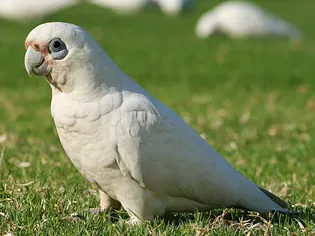 Bare-Eyed (Little Corella) Cockatoo: Bird Species Profile