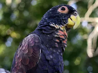 Bronze-Winged Pionus: Bird Species Profile