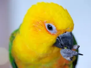 Jenday Conure: Bird Species Profile