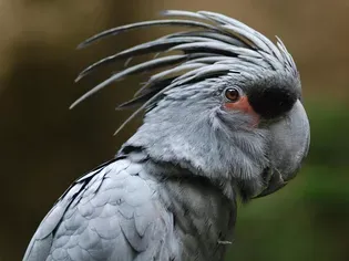 Black Palm Cockatoo (Goliath Cockatoo): Bird Species Profile