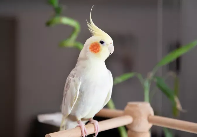 8 Top Small Pet Birds