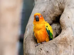 5 Interesting Facts About Sun Conures