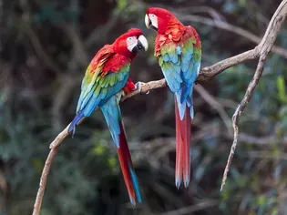 Harlequin Macaw: Bird Species Profile