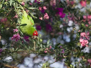 Cherry-Headed (Red-Masked) Conure: Bird Species Profile