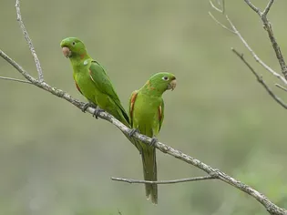 White-Eyed Conure (Parakeet): Bird Species Profile