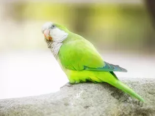 7 Interesting Facts About Quaker Parrots