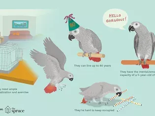 Facts About African Grey Parrots