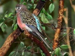 Bourke's Parakeet (Parrot): Bird Species Profile