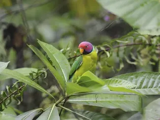 Plum-Headed Parakeet: Bird Species Profile