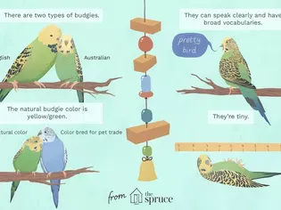 A Guide to Pet Budgie Birds