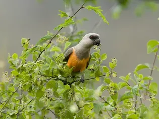 Red-bellied Parrot: Bird Species Profile