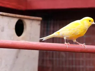 Canary: Bird Species Profile