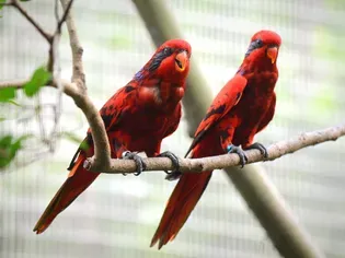 Red Lory (Moluccan Lory): Bird Species Profile