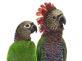 Red Fan Parrot Species Profile