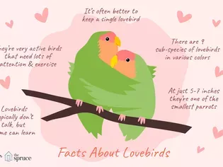 Facts About Lovebirds