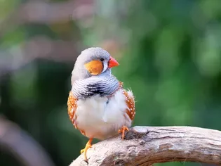 How to Breed Your Own Zebra Finches