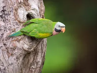 Moustached Parakeet: Bird Species Profile