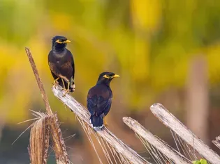 Mynah Bird: Bird Species Profile