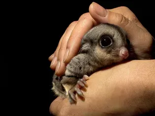 100 Names for Pet Sugar Gliders