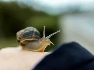 104 Pet Snail Names