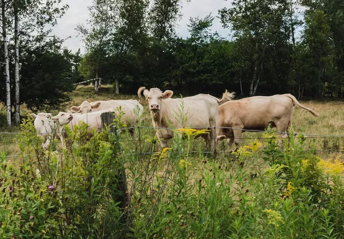 92 Names for Cows