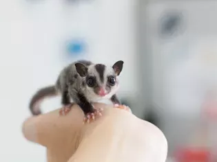 BML Diet for Sugar Gliders