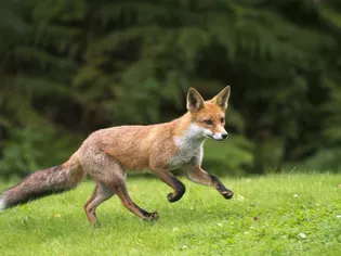 Should You Keep a Russian Red Fox as a Pet?