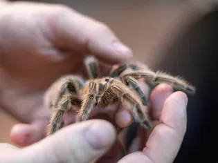 How to Care for a Pet Tarantula