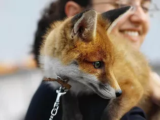 Best Foxes to Keep as Pets