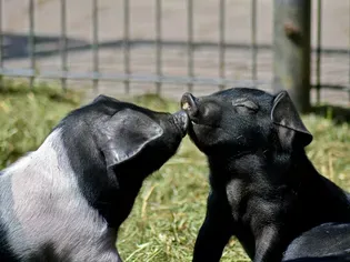 8 Facts About Teacup Pigs That Aren't So Cute