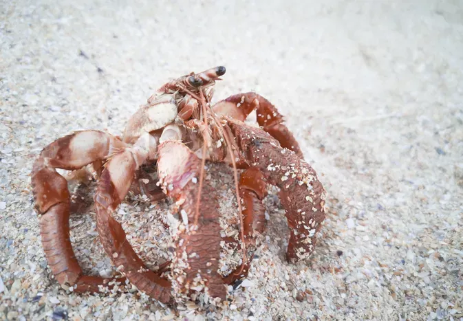 Shell Evacuation in Hermit Crabs