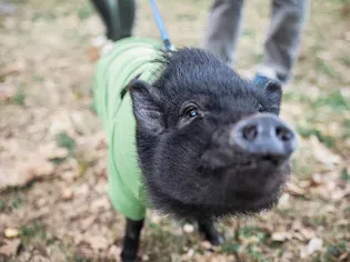 Should You Keep a Potbellied Pig as a Pet?