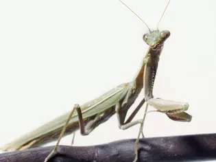 Should You Keep a Praying Mantis as a Pet?