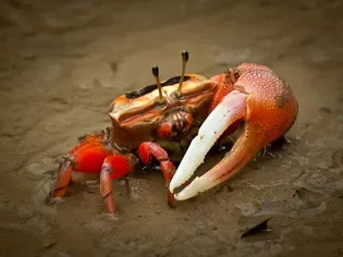 How to Care for a Pet Fiddler Crab