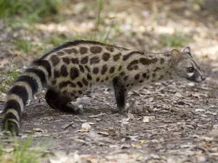 Should You Keep a Genet as a Pet?