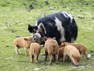 Should You Keep a Kunekune Pig as a Pet?