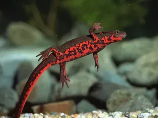 Fire Belly Newt: Species Profile