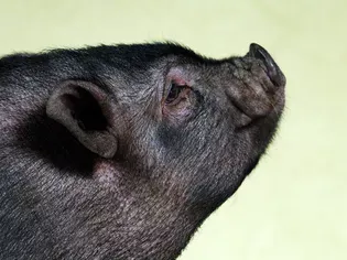 Lifespan and Care of Potbellied Pigs