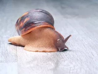 How Much Do Snails Sleep?