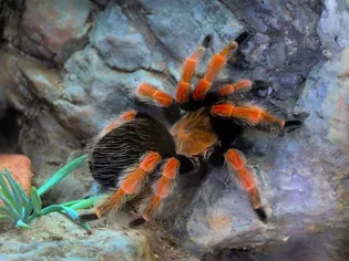 How to Care for a Pet Mexican Red-Knee Tarantula