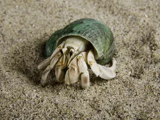 What Fruits Do Hermit Crabs Eat?