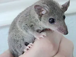 Should You Keep a Short-Tailed Opossum as a Pet?