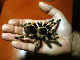 A Guide to Tarantulas for Beginners